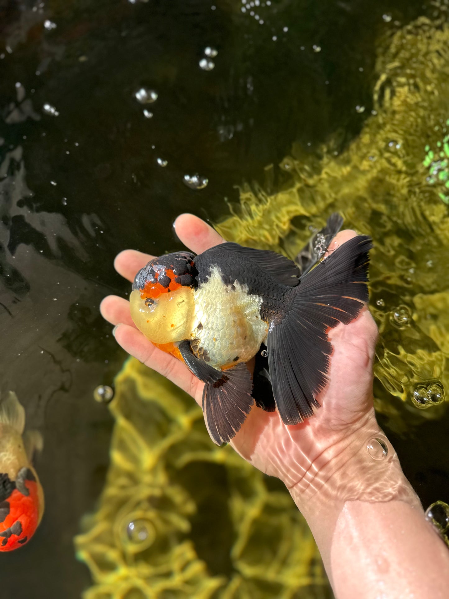 A Grade Tricolor Oranda Male 5 inches #041125OR_02