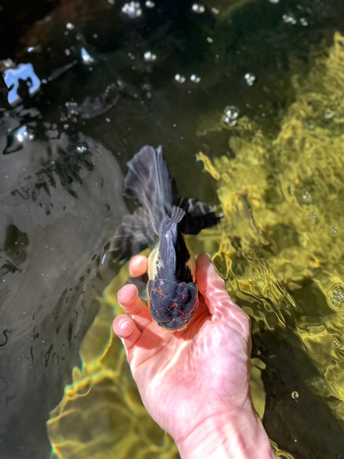 A Grade Tricolor Oranda Male 5 inches #041125OR_02