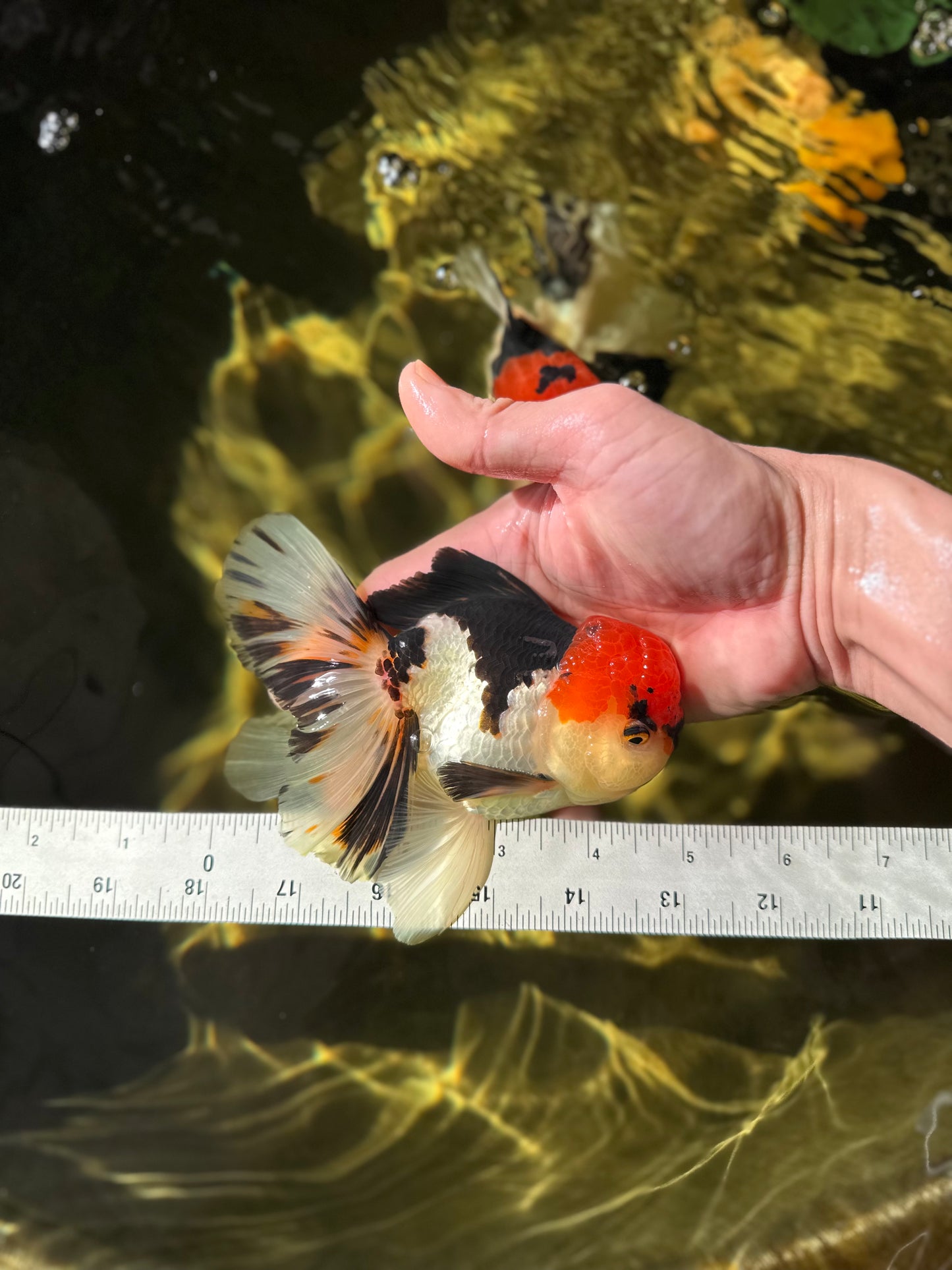 AAA Grade Tricolor Oranda Male 5 inches #041125OR_05
