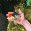 AAA Grade Tricolor Oranda Male 5 inches #041125OR_05