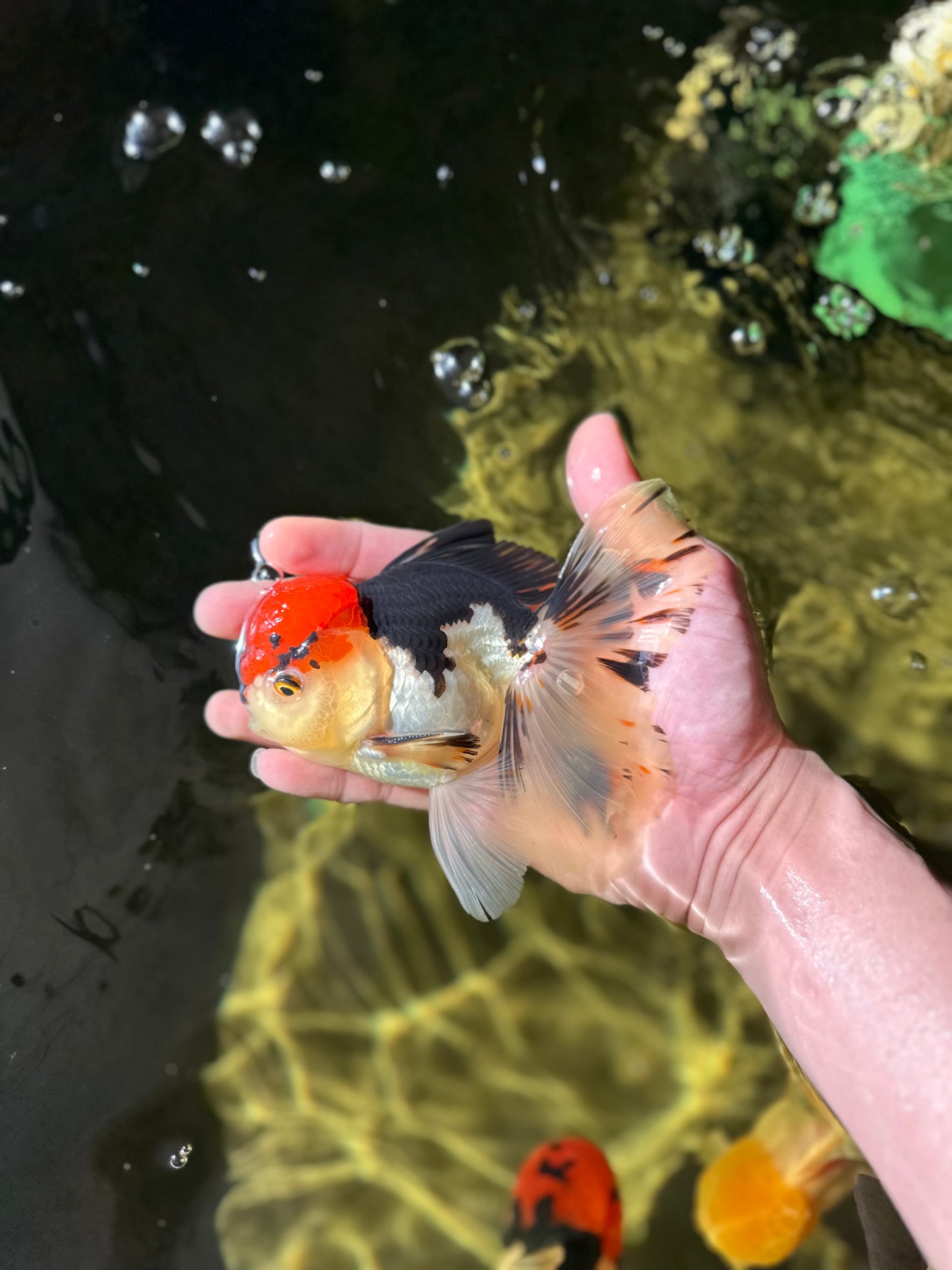 AAA Grade Tricolor Oranda Male 5 inches #041125OR_05