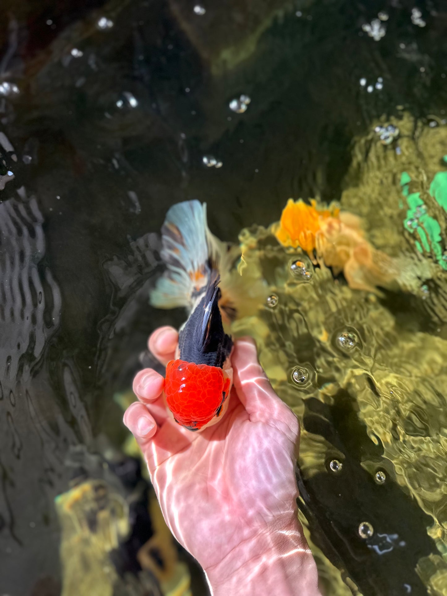 AAA Grade Tricolor Oranda Male 5 inches #041125OR_05