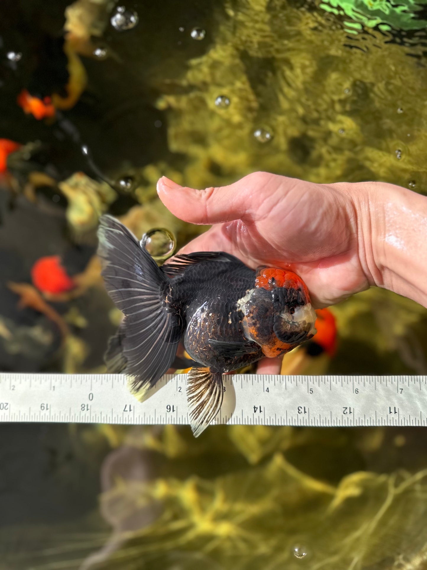 UNIQUE A Grade Tricolor Oranda Female 5 inches #041125OR_08