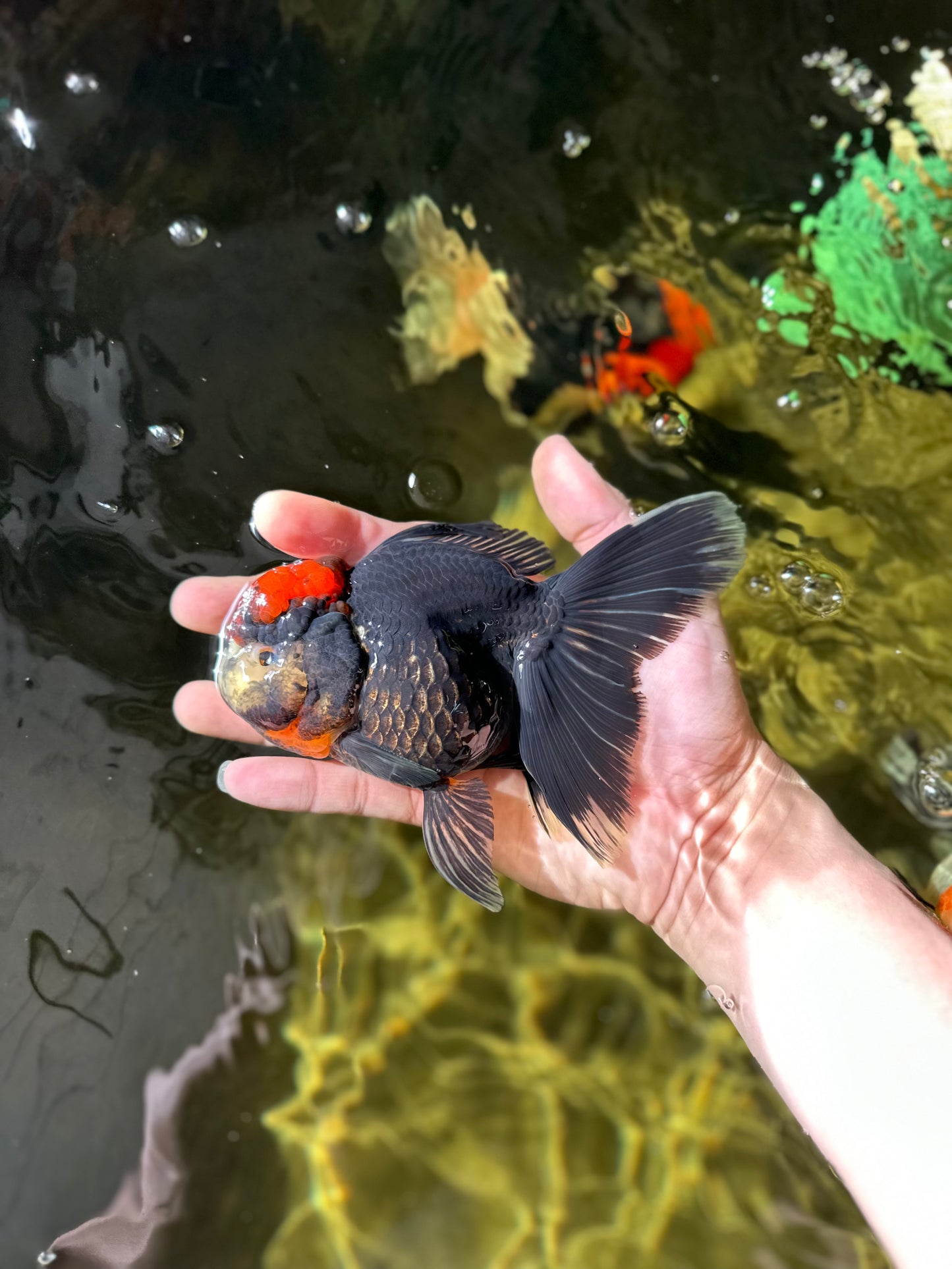UNIQUE A Grade Tricolor Oranda Female 5 inches #041125OR_08