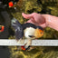 CHUNKY AAA Grade Tricolor Oranda Female 6-6.5 inches #041125OR_09