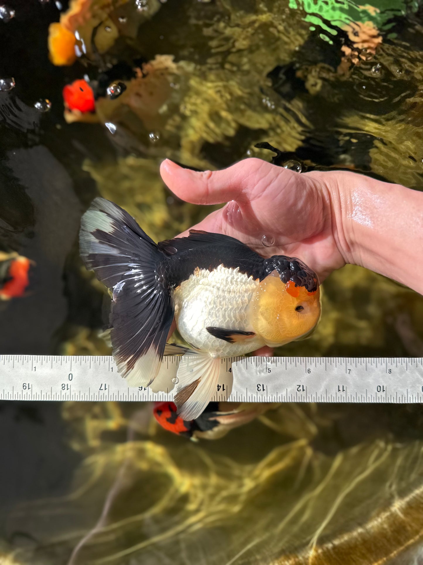 CHUNKY AAA Grade Tricolor Oranda Female 6-6.5 inches #041125OR_09