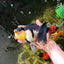 CHUNKY AAA Grade Tricolor Oranda Female 6-6.5 inches #041125OR_09
