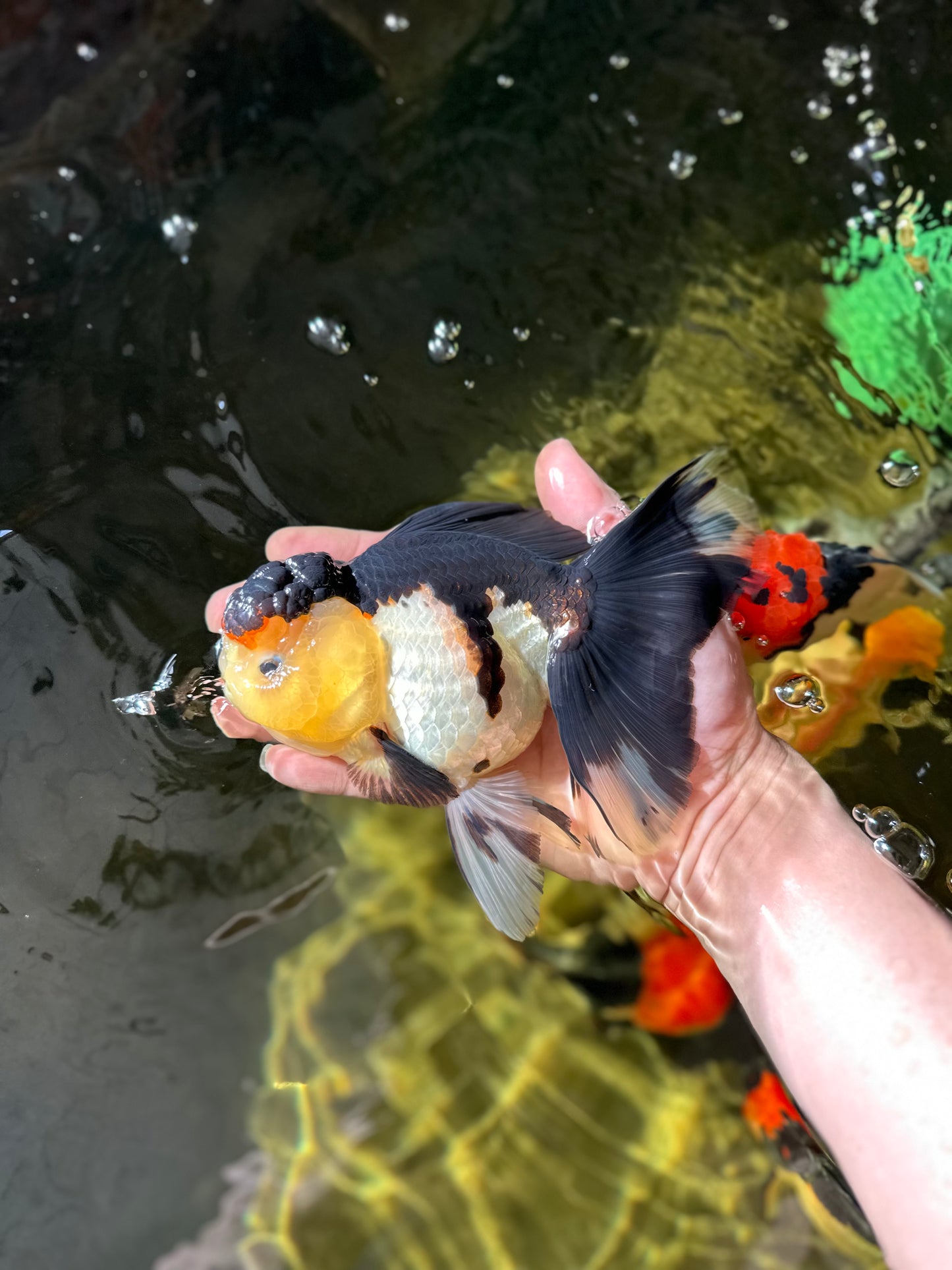 CHUNKY AAA Grade Tricolor Oranda Female 6-6.5 inches #041125OR_09