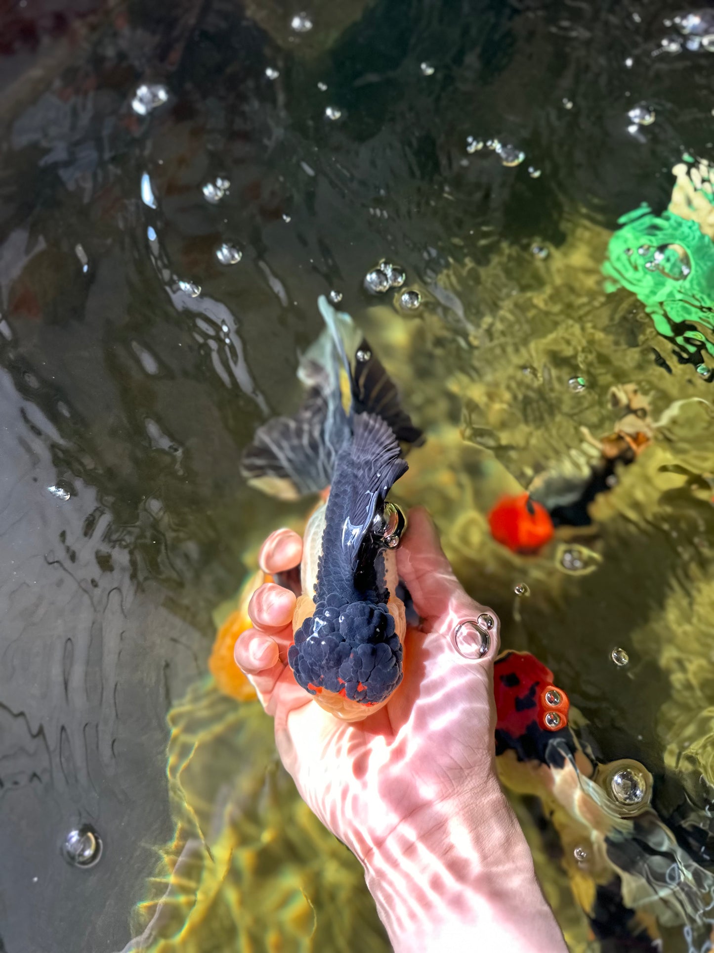 CHUNKY AAA Grade Tricolor Oranda Female 6-6.5 inches #041125OR_09