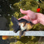 A Grade Tricolor Oranda Male 5-5.5 inches #041125OR_06