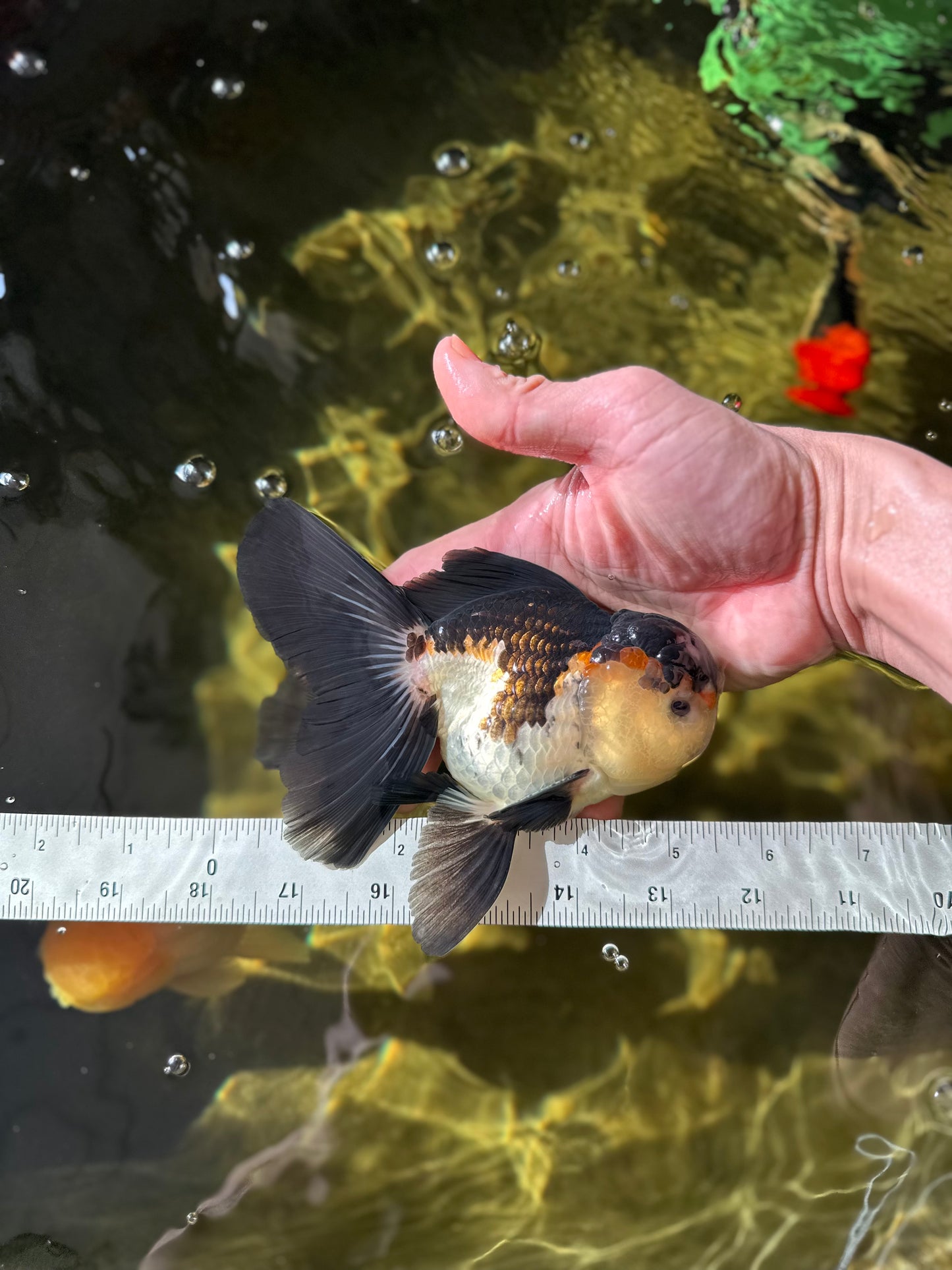 A Grade Tricolor Oranda Male 5-5.5 inches #041125OR_06