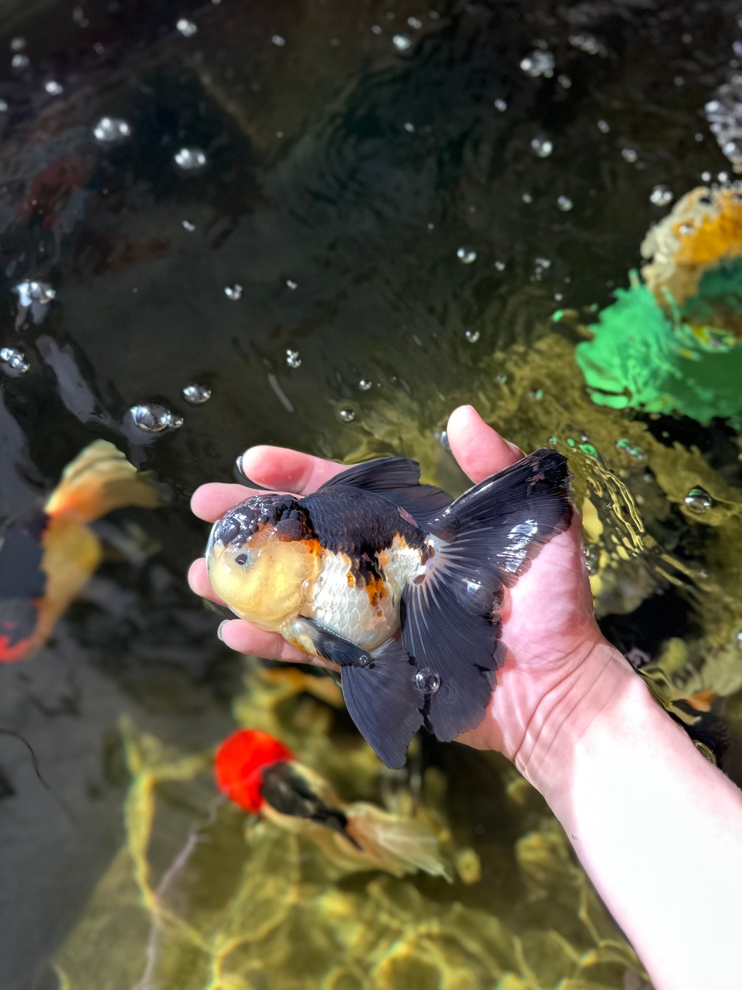 A Grade Tricolor Oranda Male 5-5.5 inches #041125OR_06