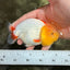 CHUBBY Red White Lionchu Female 4-4.5 inches #103026LC_07