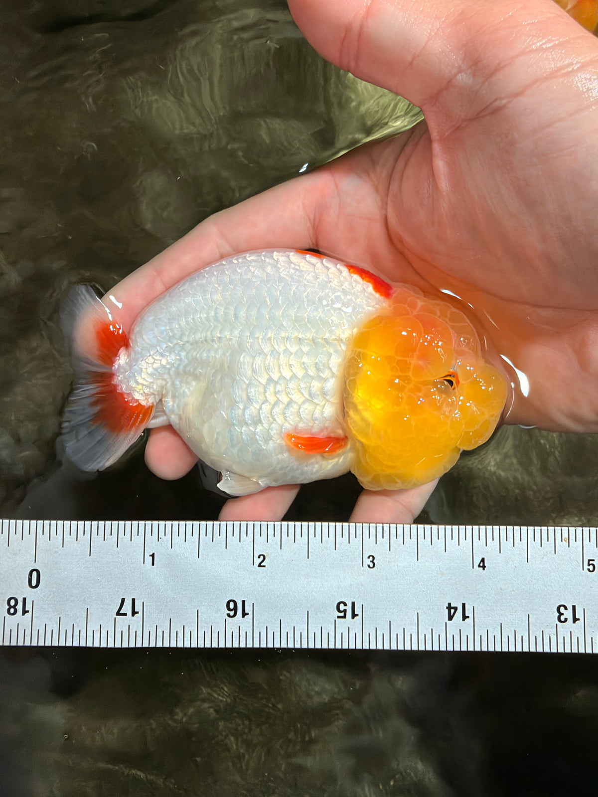 CHUBBY Red White Lionchu Female 4-4.5 inches #103026LC_07