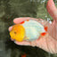 CHUBBY Red White Lionchu Female 4-4.5 inches #103026LC_07