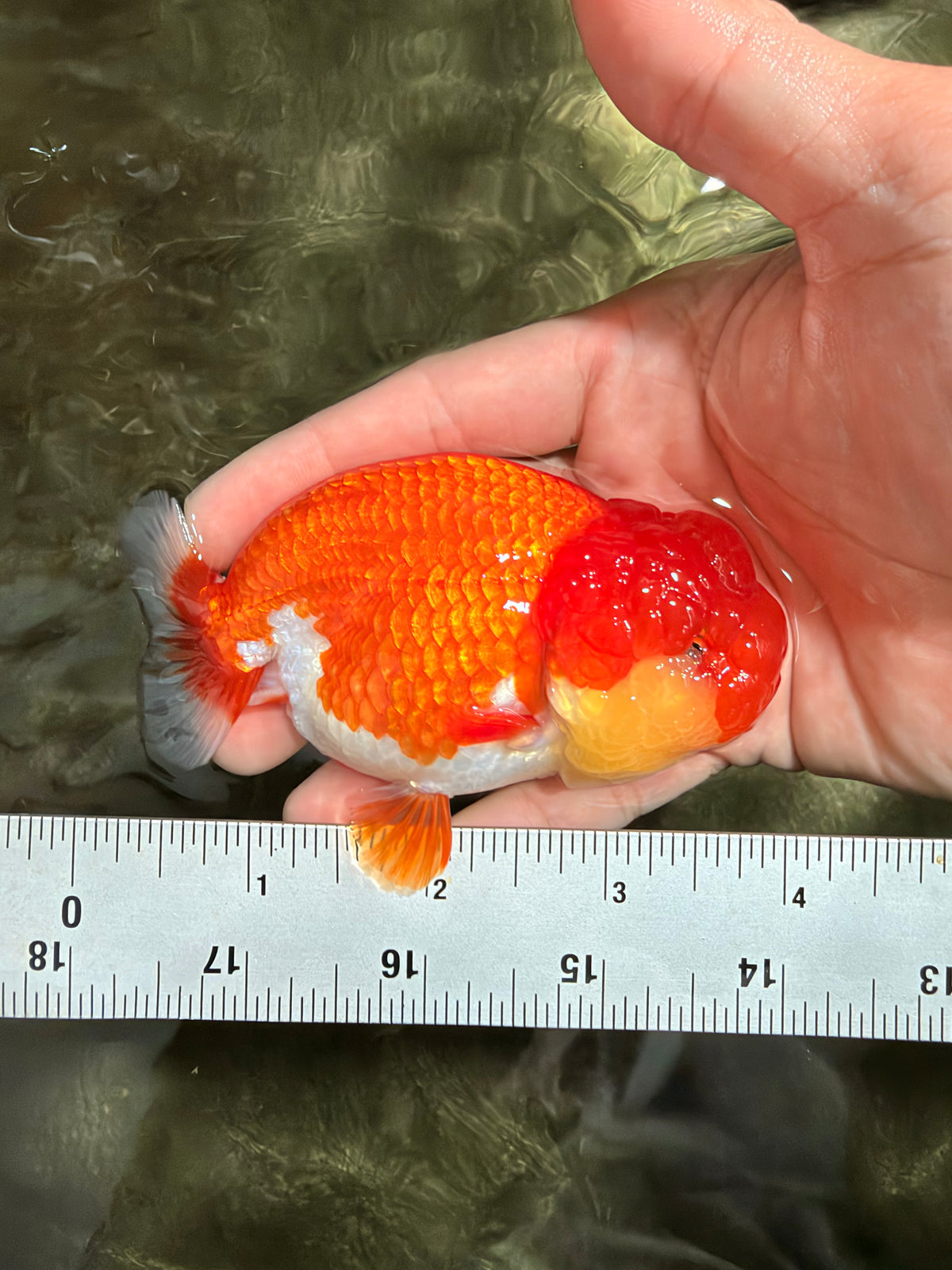 FLUFFY WEN Red White Lionchu Female 3.5-4 inches #103026LC_06