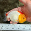 ADORABLE Red White Lionchu Female 4-4.5 inches #103026LC_05