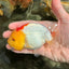 ADORABLE Red White Lionchu Female 4-4.5 inches #103026LC_05