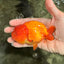 SUPER CUTE Red Lionchu Female 4 inches #103026LC_04