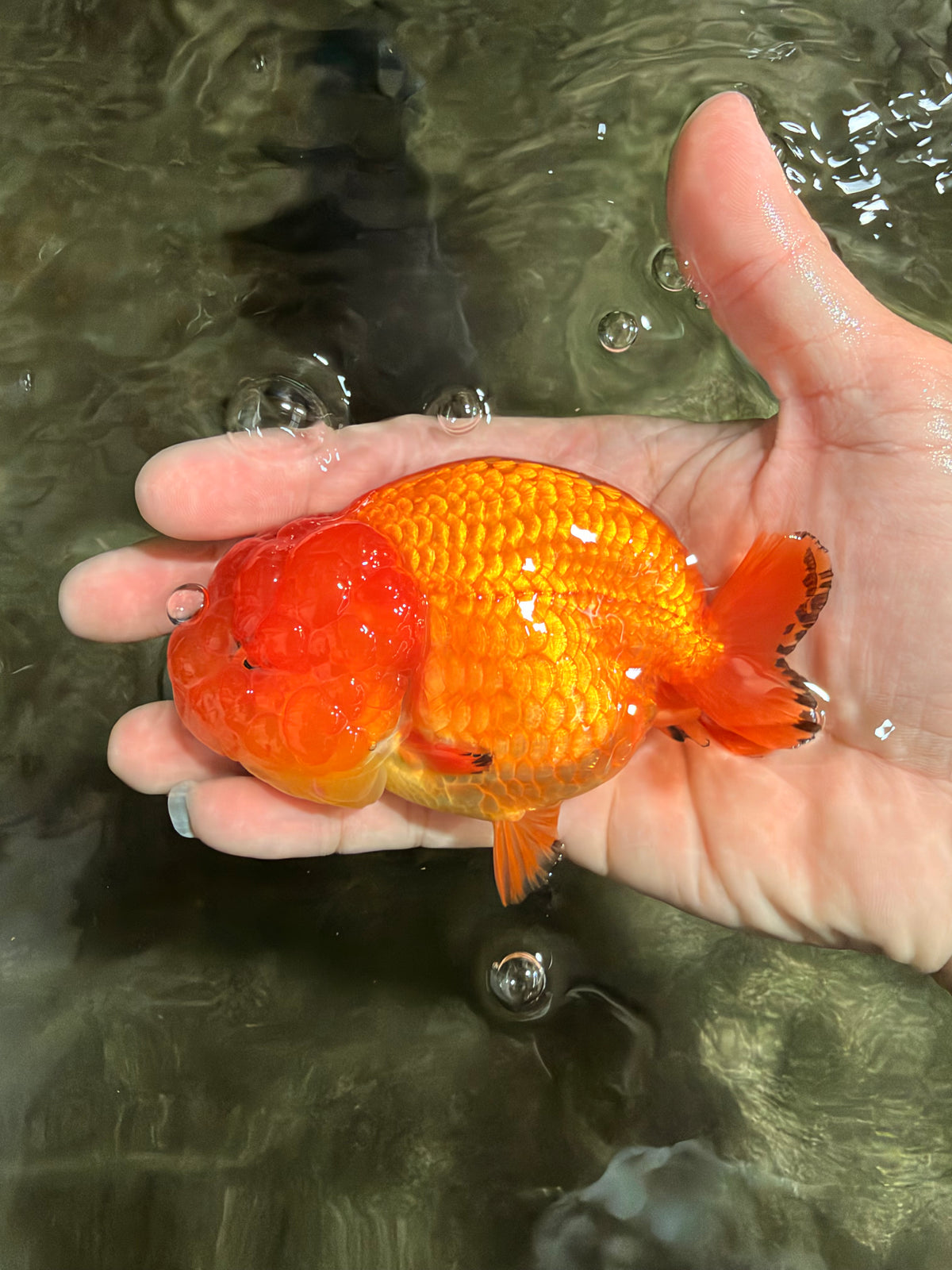 SUPER CUTE Red Lionchu Female 4 inches #103026LC_04