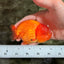 SUPER CUTE Red Lionchu Female 4 inches #103026LC_04