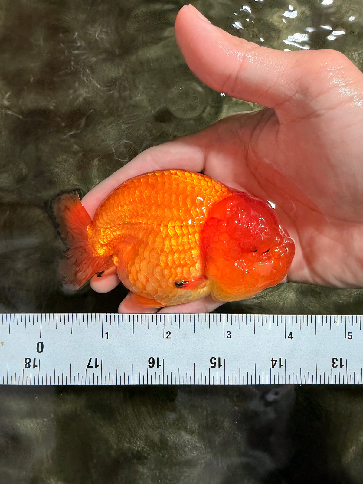 SUPER CUTE Red Lionchu Female 4 inches #103026LC_04