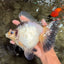 SPOOKY AAA Grade Indonesia Broadtail Diamond Scale Black White Ryukin Female 7 inches #103026RK_01
