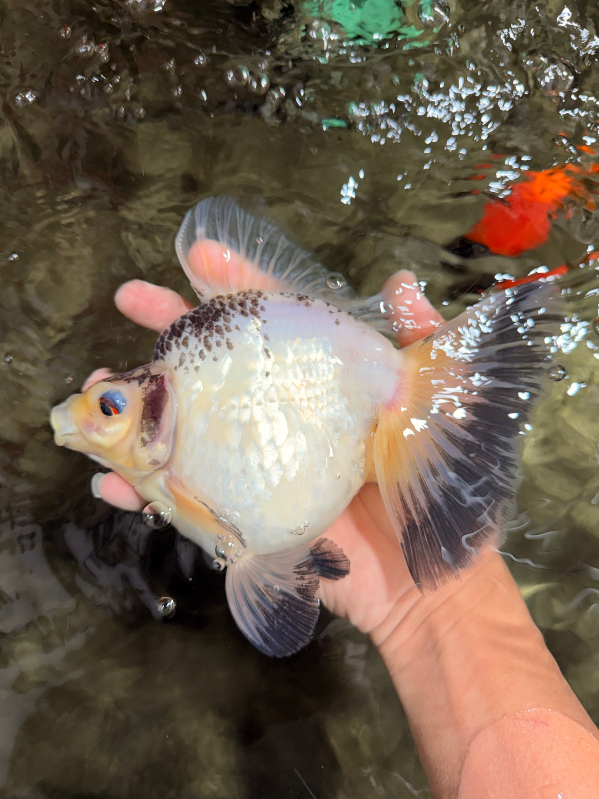 SPOOKY AAA Grade Indonesia Broadtail Diamond Scale Black White Ryukin Female 7 inches #103026RK_01