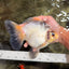 SPOOKY AAA Grade Indonesia Broadtail Diamond Scale Black White Ryukin Female 7 inches #103026RK_01