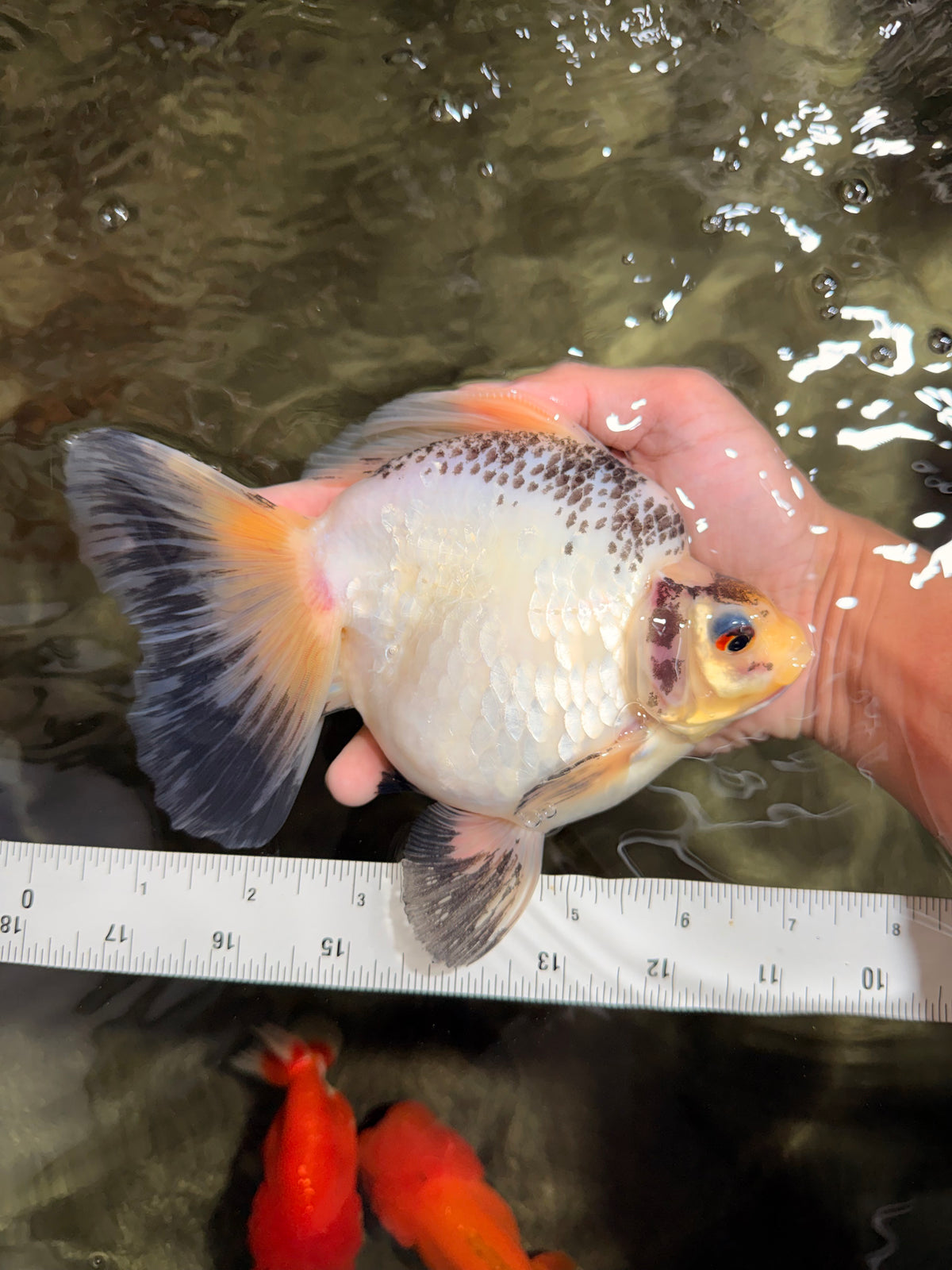 SPOOKY AAA Grade Indonesia Broadtail Diamond Scale Black White Ryukin Female 7 inches #103026RK_01