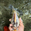SPOOKY AAA Grade Indonesia Broadtail Diamond Scale Black White Ryukin Female 7 inches #103026RK_01