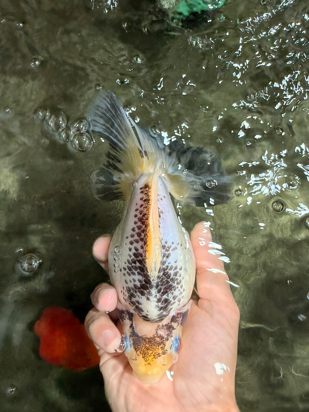 SPOOKY AAA Grade Indonesia Broadtail Diamond Scale Black White Ryukin Female 7 inches #103026RK_01