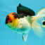 A Grade Lava Tricolor Oranda Female 5.5 inches #041125OR_10