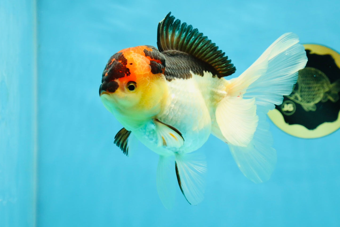A Grade Lava Tricolor Oranda Female 5.5 inches #041125OR_10