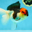 A Grade Lava Tricolor Oranda Female 5.5 inches #041125OR_10