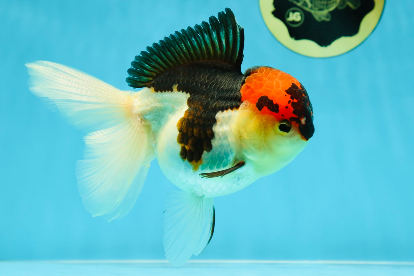 A Grade Lava Tricolor Oranda Female 5.5 inches #041125OR_10