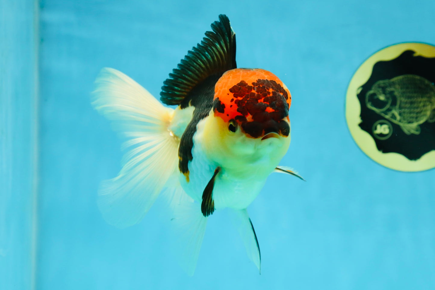 A Grade Lava Tricolor Oranda Female 5.5 inches #041125OR_10