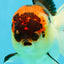 A Grade Lava Tricolor Oranda Female 5.5 inches #041125OR_10