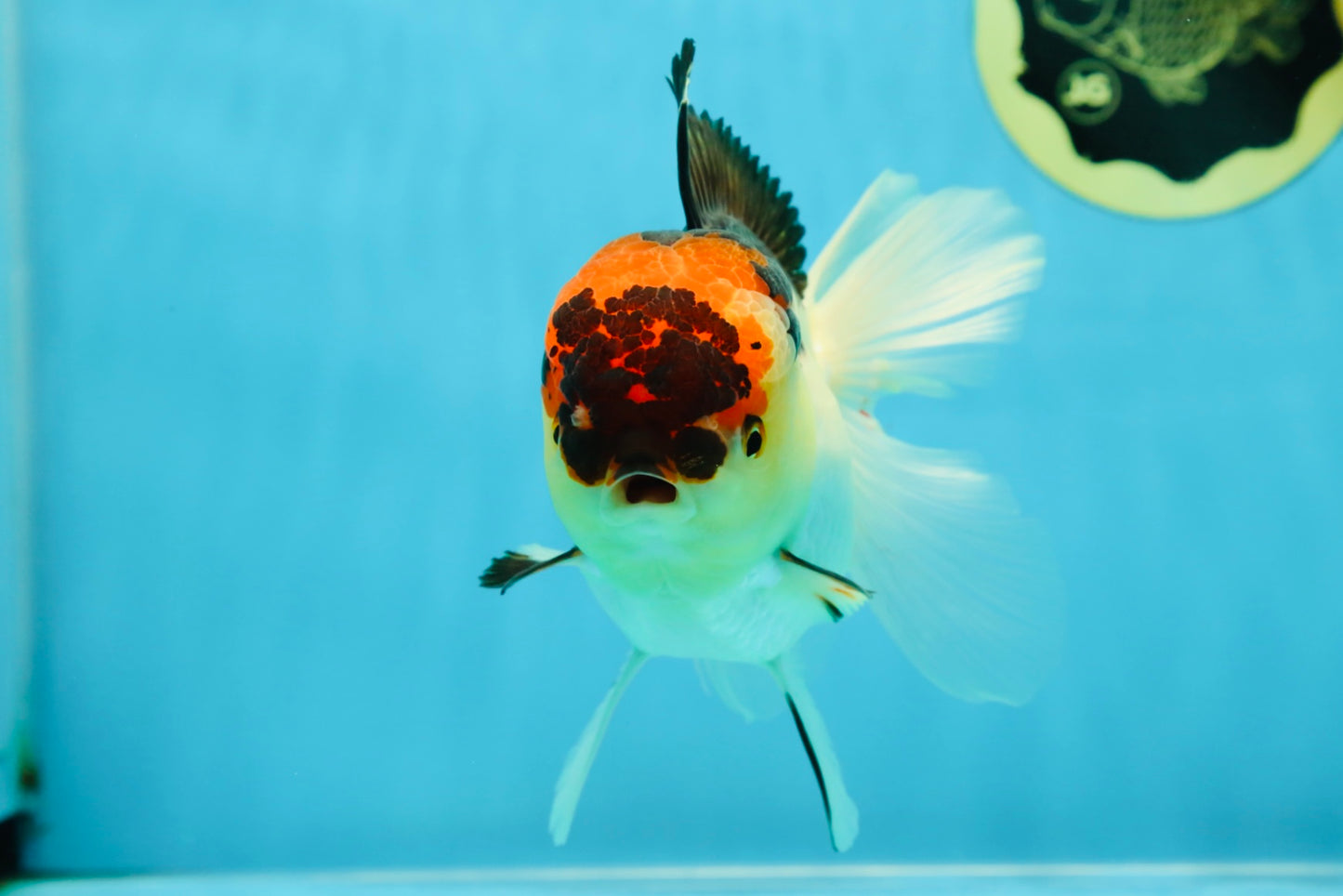 A Grade Lava Tricolor Oranda Female 5.5 inches #041125OR_10