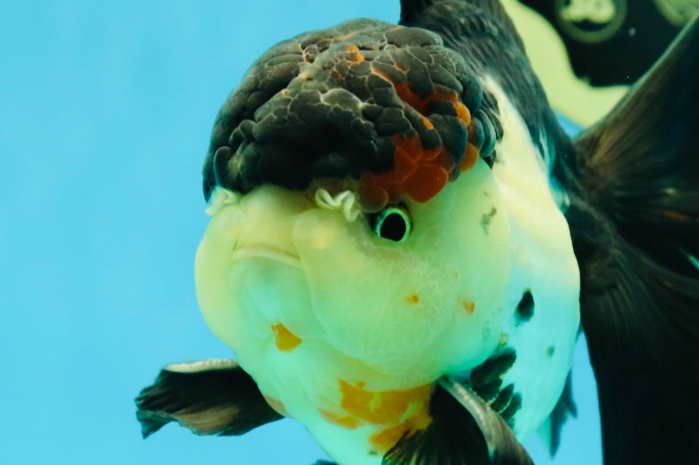 A Grade Tricolor Oranda Male 5 inches #041125OR_02