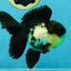 A Grade Tricolor Oranda Male 5 inches #041125OR_02