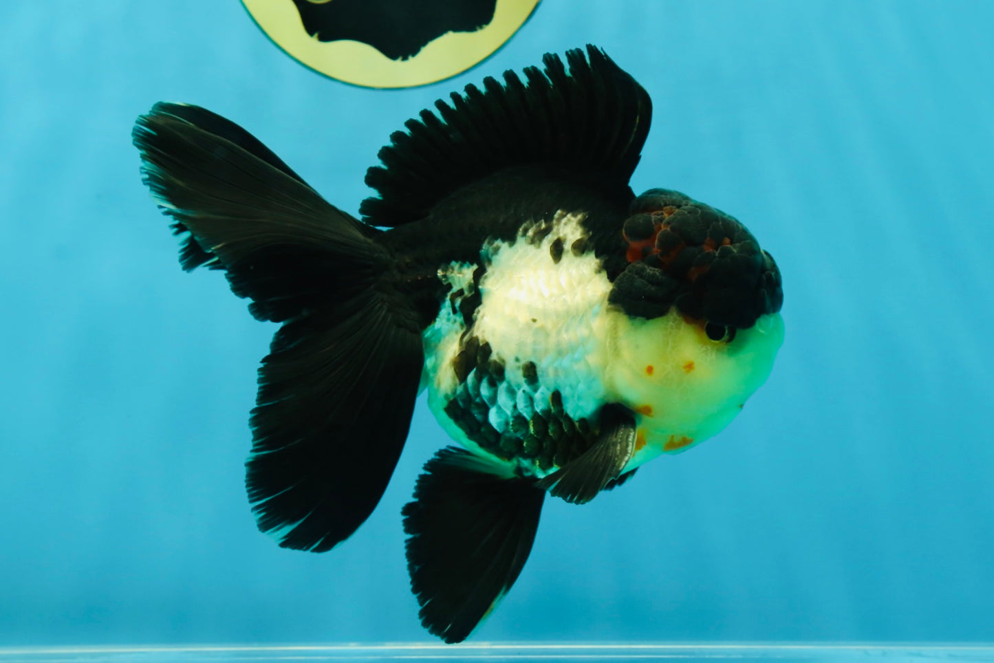 A Grade Tricolor Oranda Male 5 inches #041125OR_02