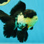 A Grade Tricolor Oranda Male 5 inches #041125OR_02