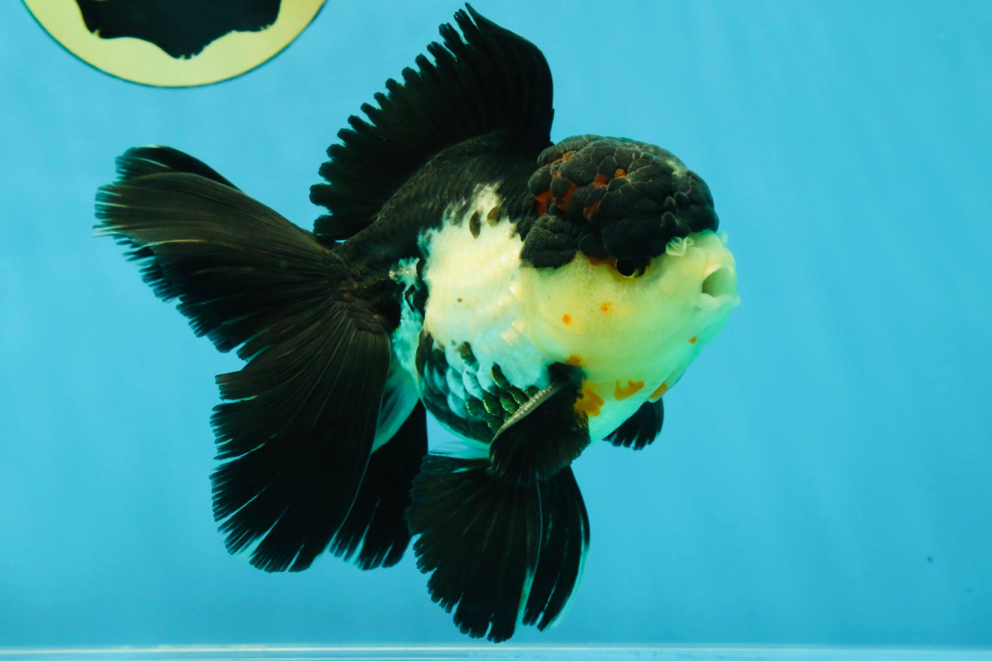 A Grade Tricolor Oranda Male 5 inches #041125OR_02