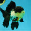 A Grade Tricolor Oranda Male 5 inches #041125OR_02