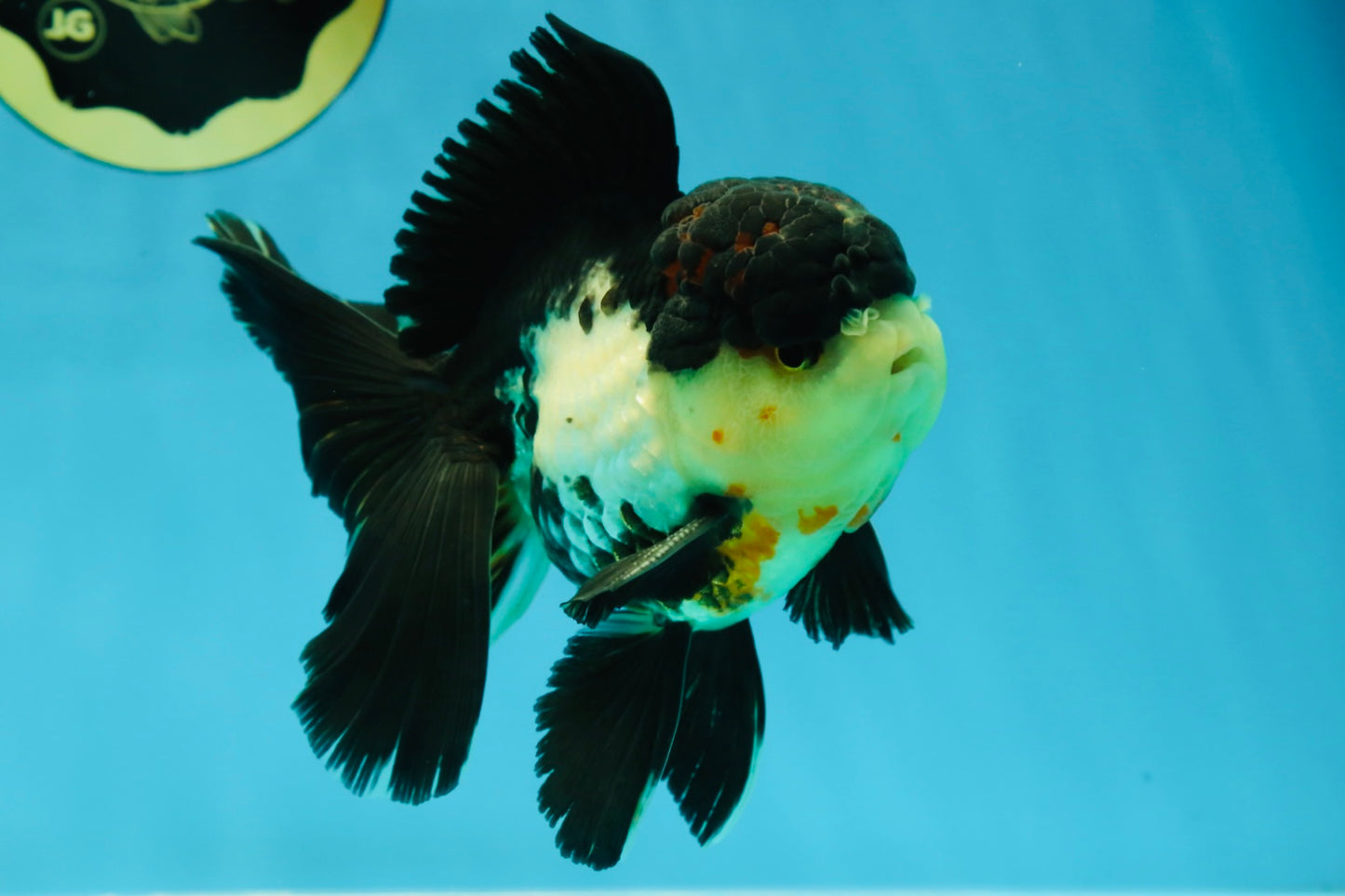 A Grade Tricolor Oranda Male 5 inches #041125OR_02