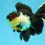 A Grade Tricolor Oranda Male 5 inches #041125OR_02