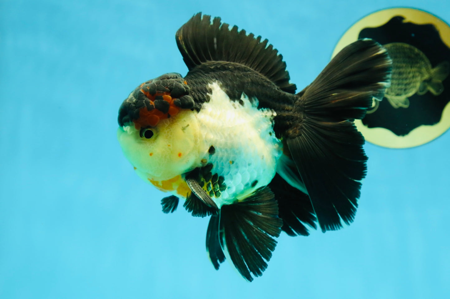 A Grade Tricolor Oranda Male 5 inches #041125OR_02