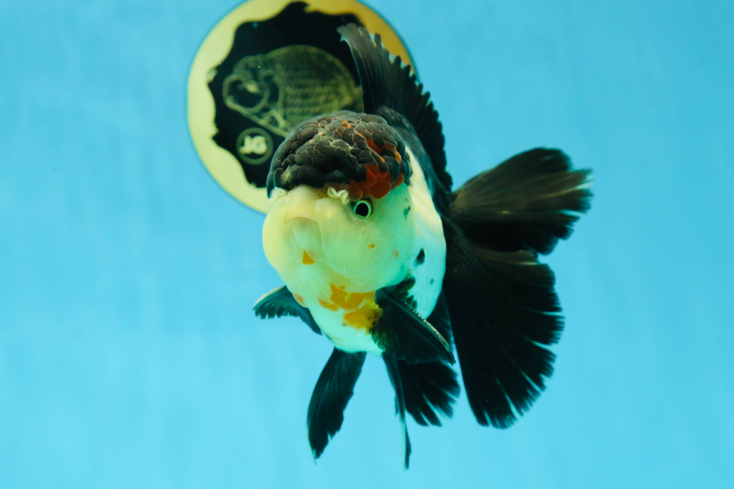 A Grade Tricolor Oranda Male 5 inches #041125OR_02