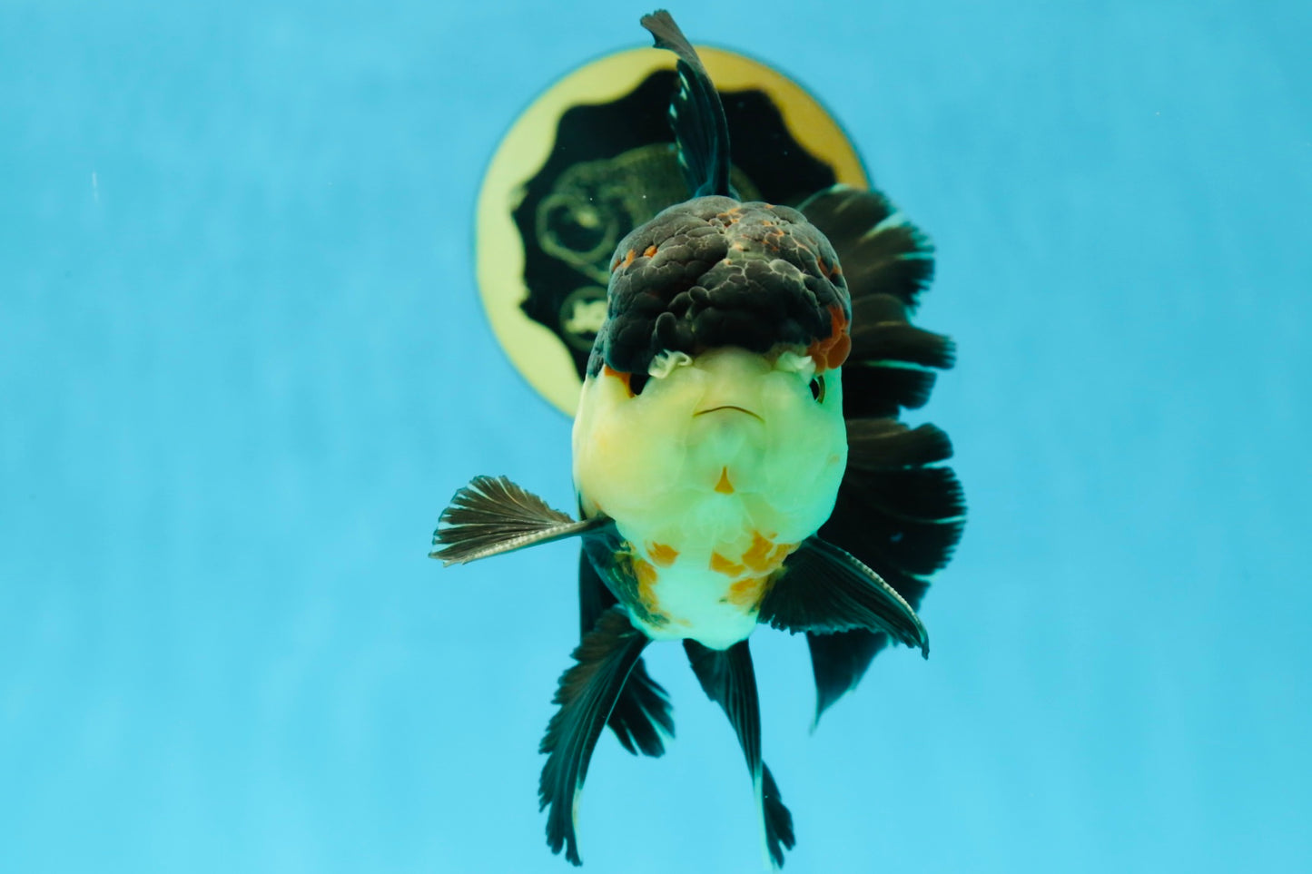 A Grade Tricolor Oranda Male 5 inches #041125OR_02